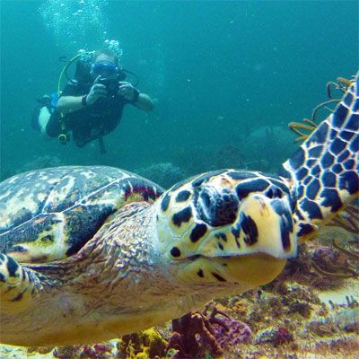 Understanding Marine Behaviours